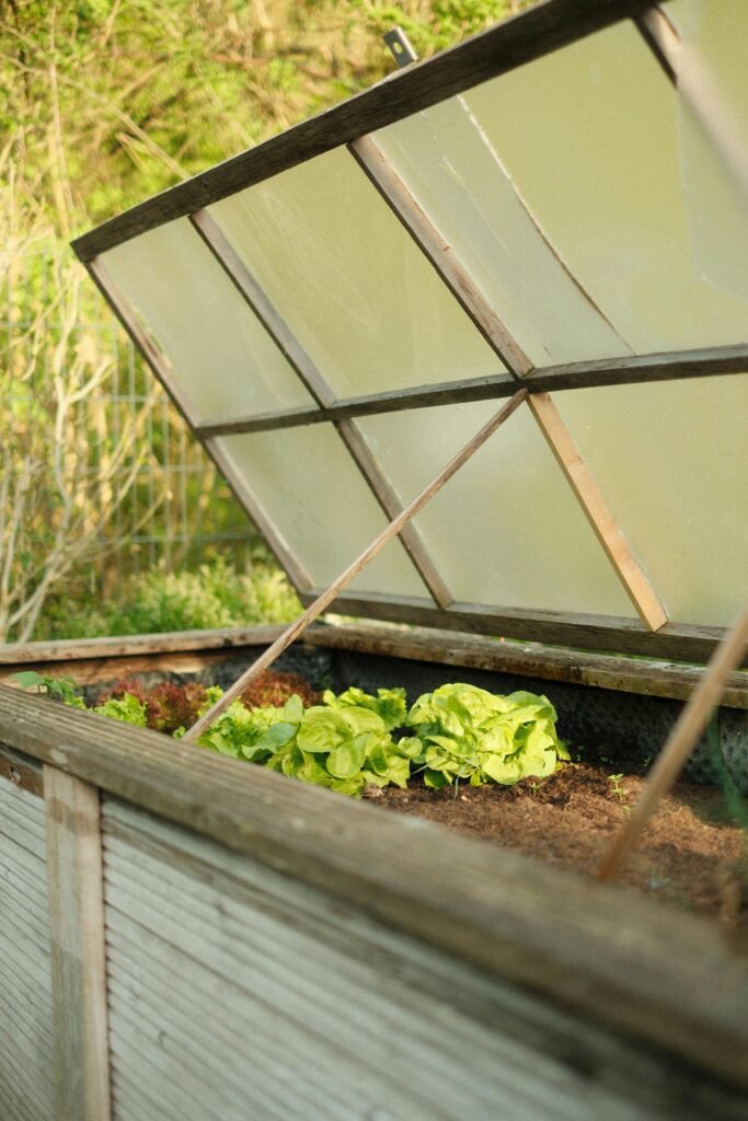 Lettuce plants thriving in a raised garden bed outdoors on a sunny day.