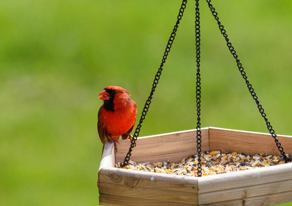 Close-up of a colorful cardinal perched on a bird feeder against a green background, symbolizing nature's beauty.